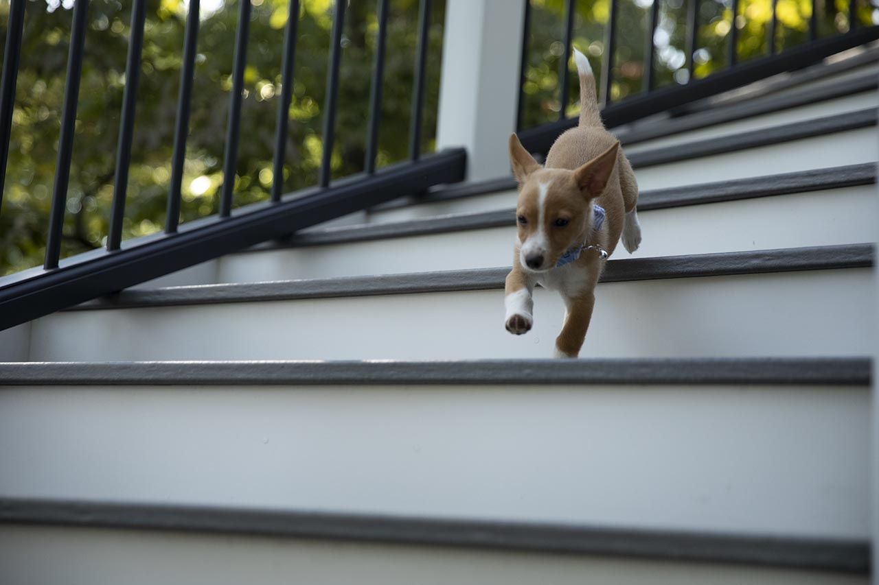 trn-wsit-019-im-trn-railing-stairs-puppy Decks